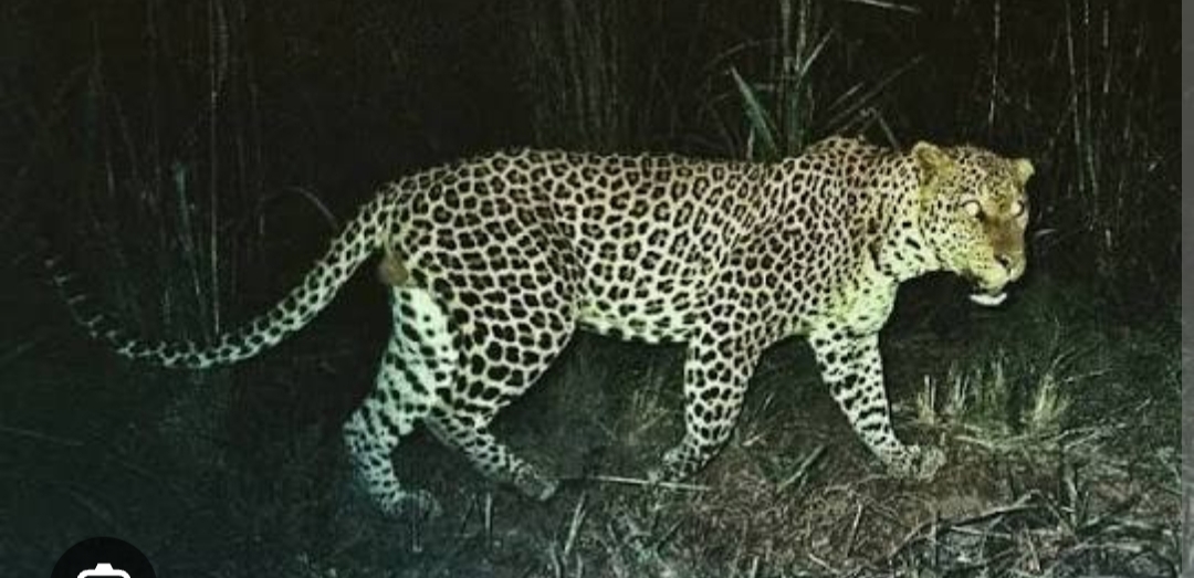 शेकोटीला शेकत असलेल्या सहा वर्षाच्या मुलीला बिबट्याने सर्वांसमोर उचलून नेले