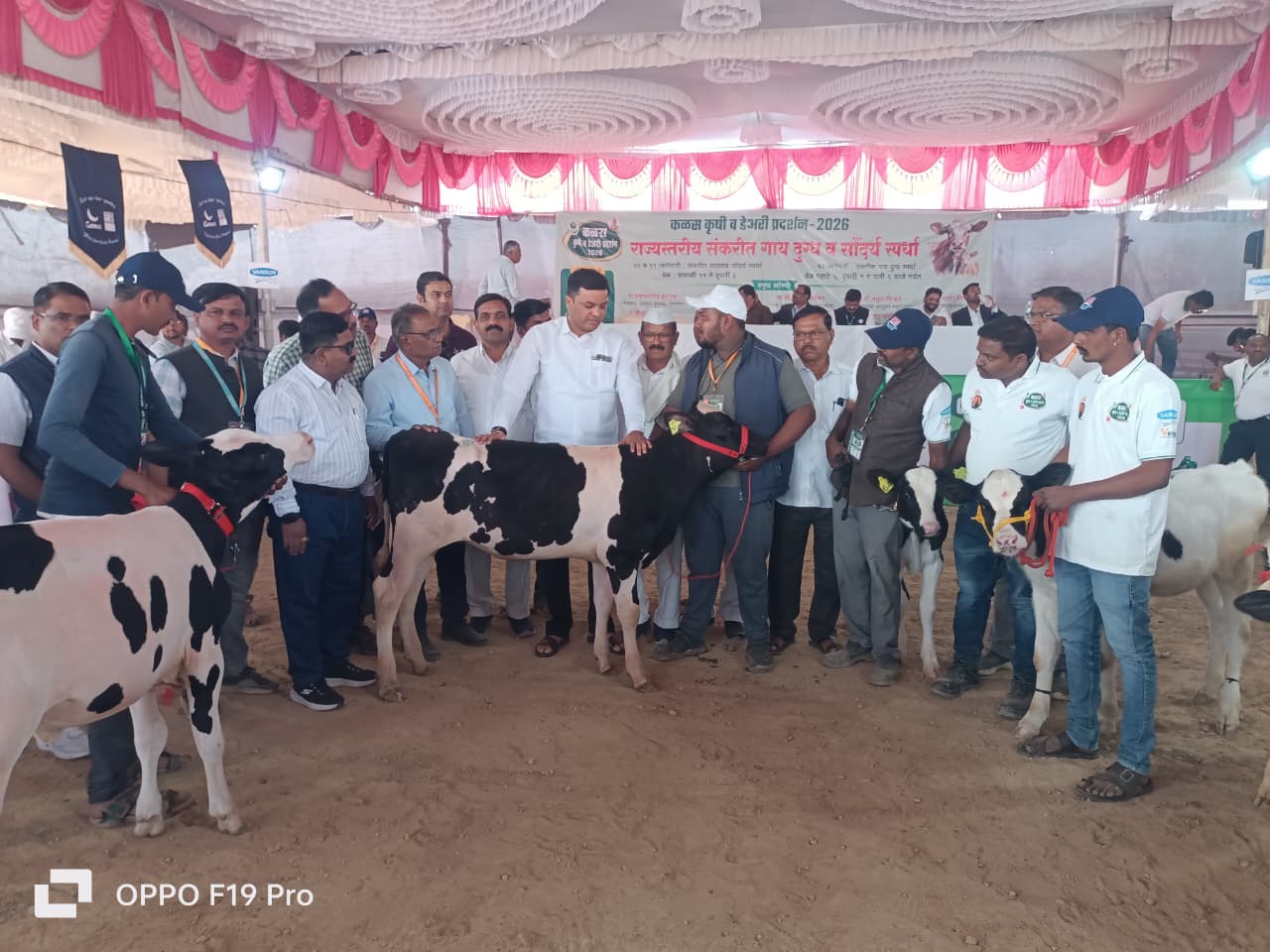 पंजाबसह राज्यातून आलेल्या 250 संकरित गाई कृषी प्रदर्शनातील मुख्य आकर्षण